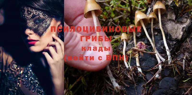 сайты даркнета какой сайт  Микунь  Галлюциногенные грибы Cubensis 